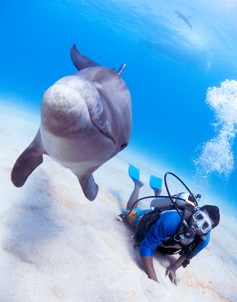 DolphinDiver
