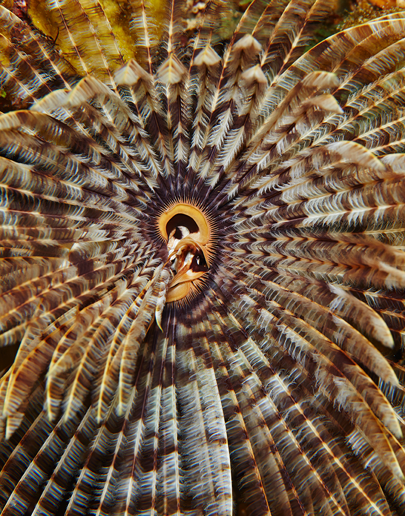 FeatherDuster