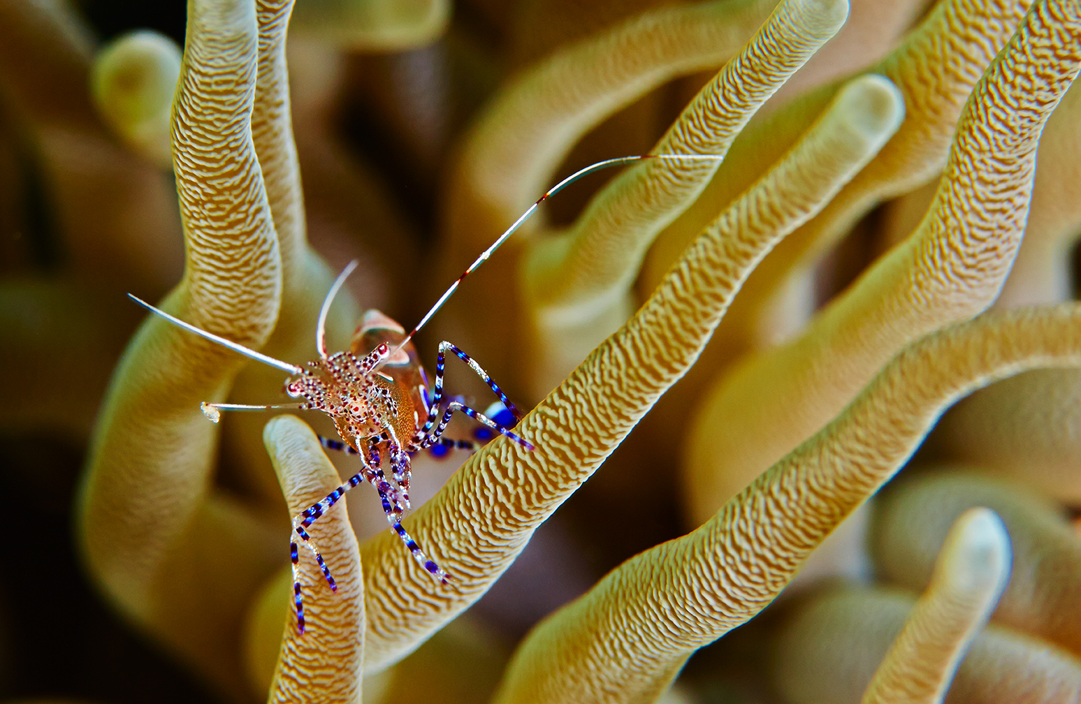 ShrimpStare
