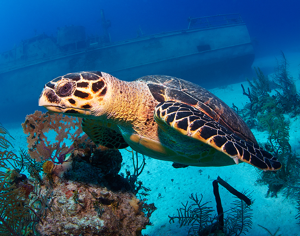 TurtleWreck